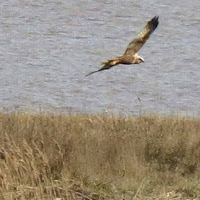 Marsh harrier (Circus aeruginosus)