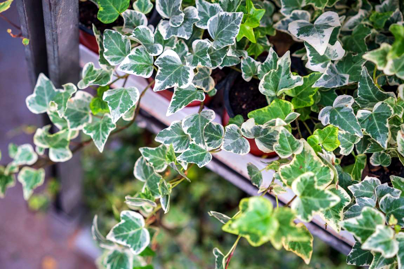 8 Easy-Care Houseplants That Improve Air Quality