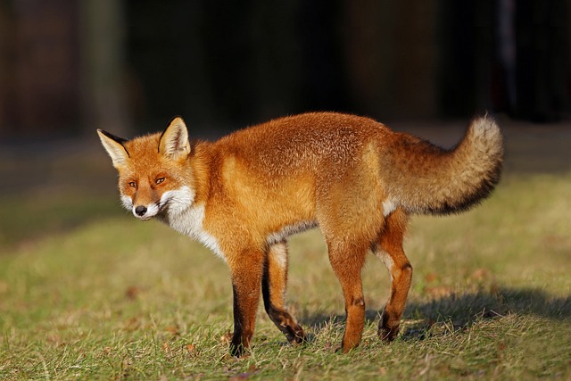 Red fox facts and information