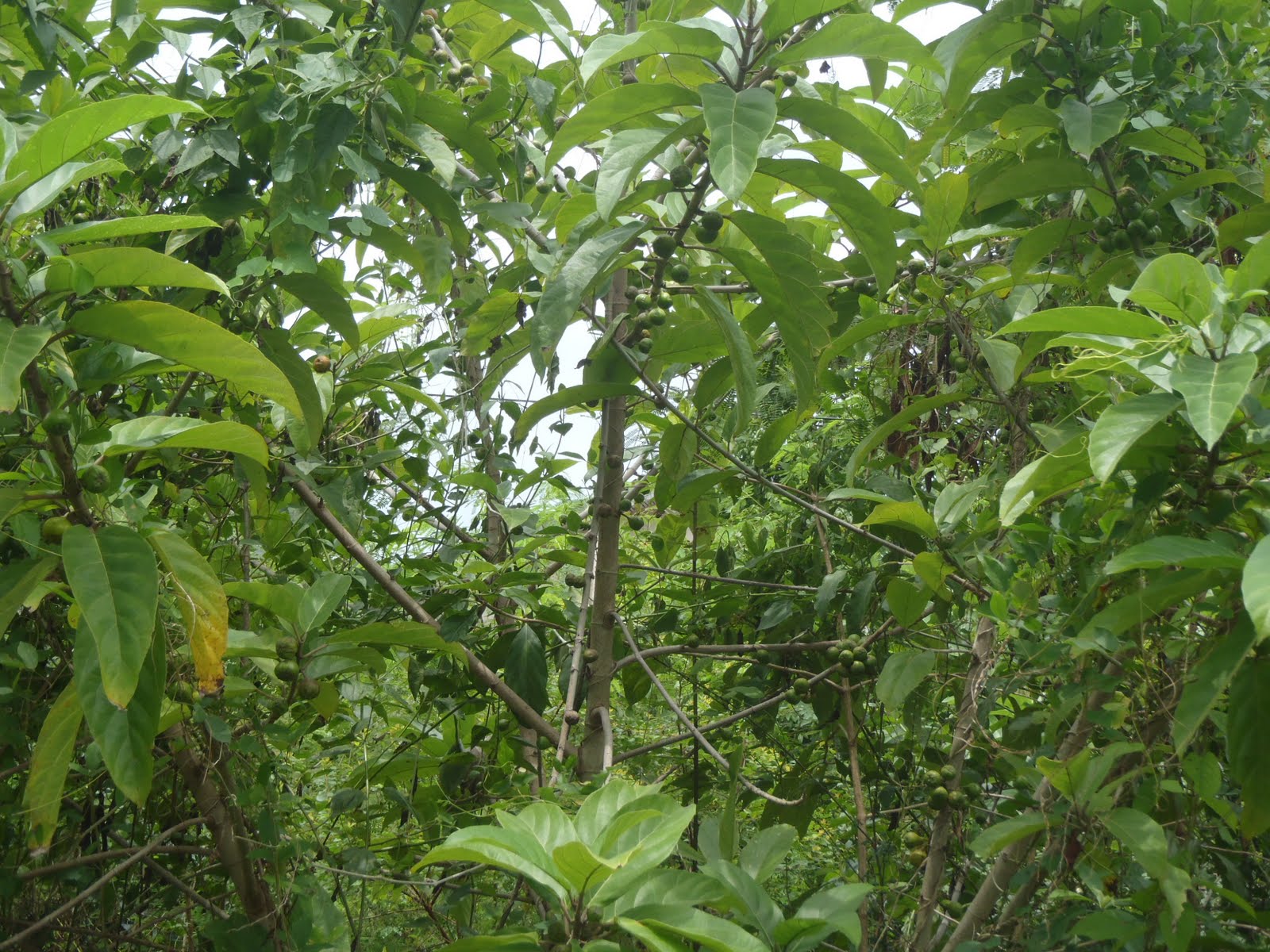Wanzul SwiftLet: Pokok ara sebagai extra feeding untuk walet