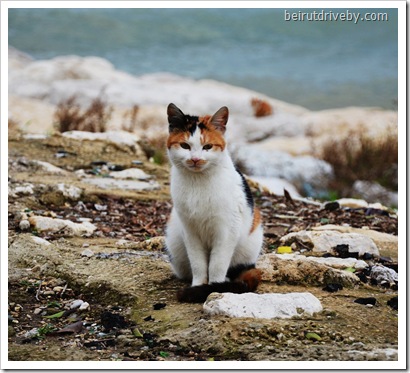 pretty kitty (30)