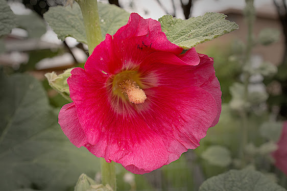 common hollyhock in winnmucca Nevada