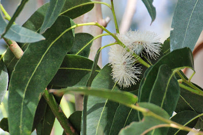 Blauwe Gomboom - - Eucalyptus globulus