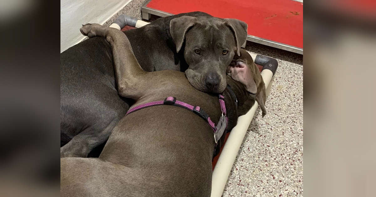 Shelter Dogs Comfort One Another While They Wait To Be Adopted
