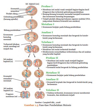 MEIOSIS