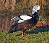 White winged wood duck- State bird of Assam