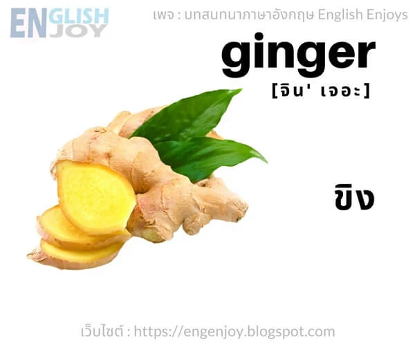 คําศัพท์ภาษาอังกฤษ ผัก - Ginger (ขิง)_Vegetables