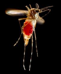 Projek Lepas Nyamuk Yang Diubah Genetik Akan Diteruskan - 10 Perkara Yg Anda Perlu tahu
