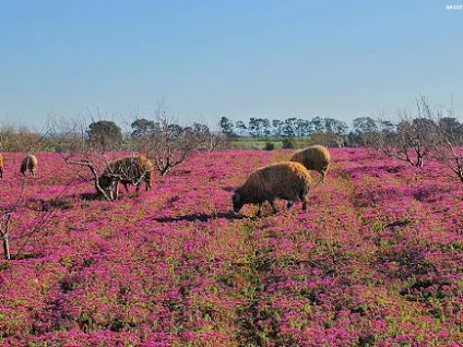 شاهد الطبيعة الخلابة بمنطقة الصفصاف جنوب مدينة شحات سبحان الخالق The most beautiful city of flowers and nature North Africa   , 