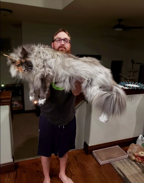 European Maine Coon by Eurocoons based in Kansas, USA