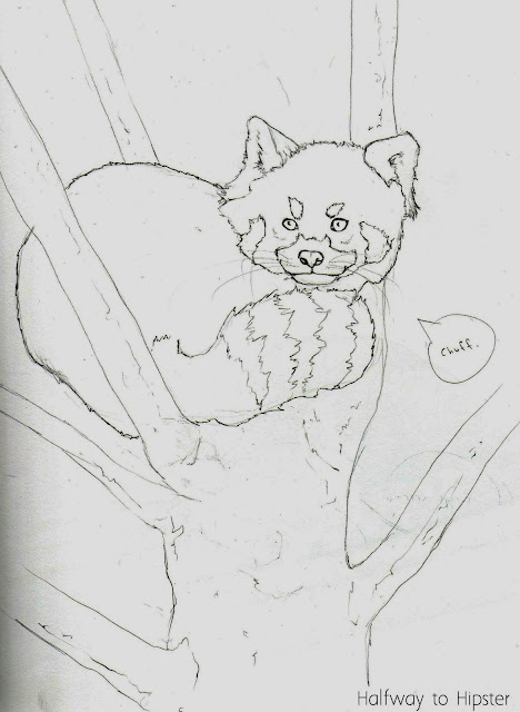 Red Panda Sketch