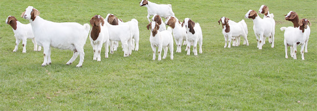 Benifit Of goat   farming http://www.himalayangoatfarm.com