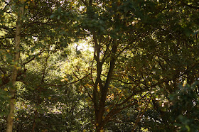 Autumn woodland and Norfolk countryside