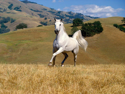 White Horses Wallpapers