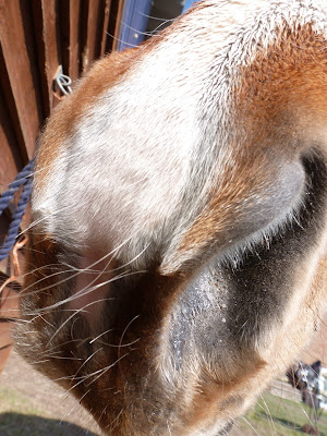 Horse nostril
