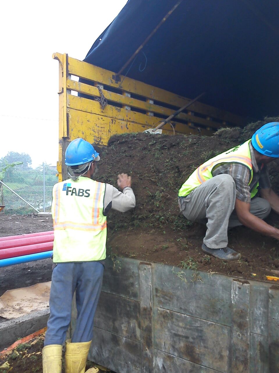 SUPLAY RUMPUT JEPANG UNTUK COCA COLA AMATIL PANDAAN JATIM 