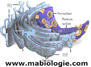 Le Réticulum endoplasmique 