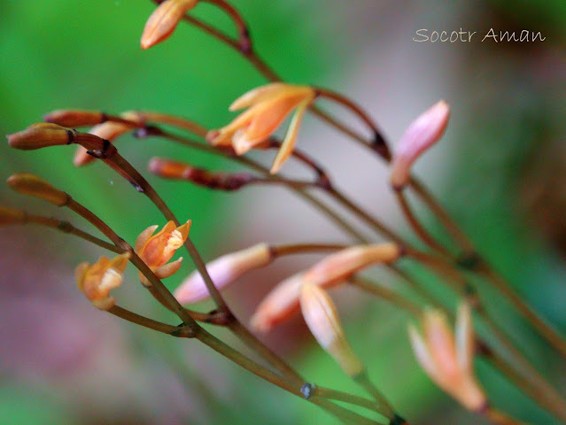 Lecanorchis suginoana