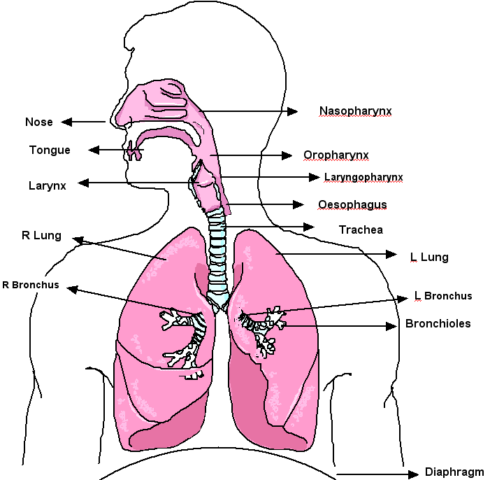 Human respiratory system consis of following parts: