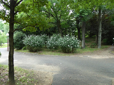 花博記念公園鶴見緑地　むくげの花