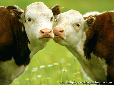 Cow Latest Wallpapers 2013