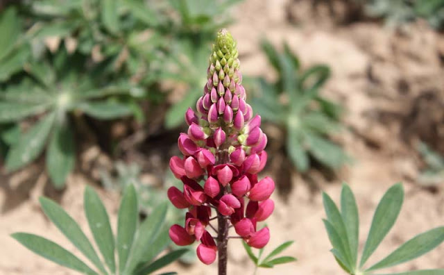 Lupine Flowers Pictures