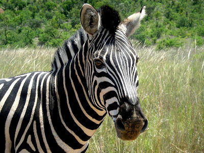 Zebra, Kruger National Park, safari, wildlife, South Africa