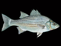 White Bass Fish Pictures