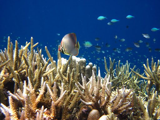 Kepulauan Derawan Nan Elok Kalimantan Timur