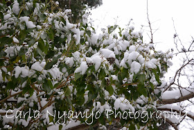 snowy leaves