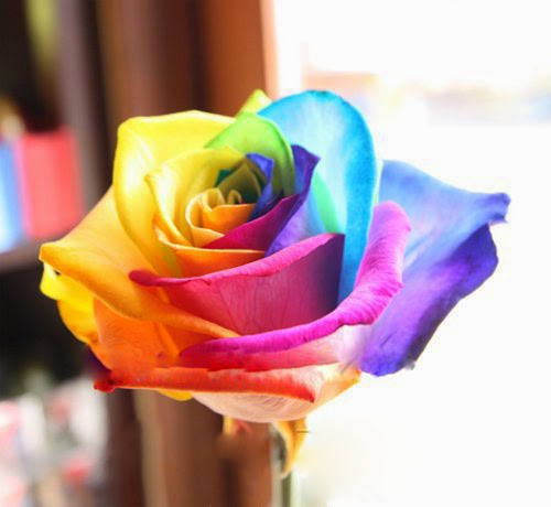 Benih Biji Holland Rainbow Rose Import