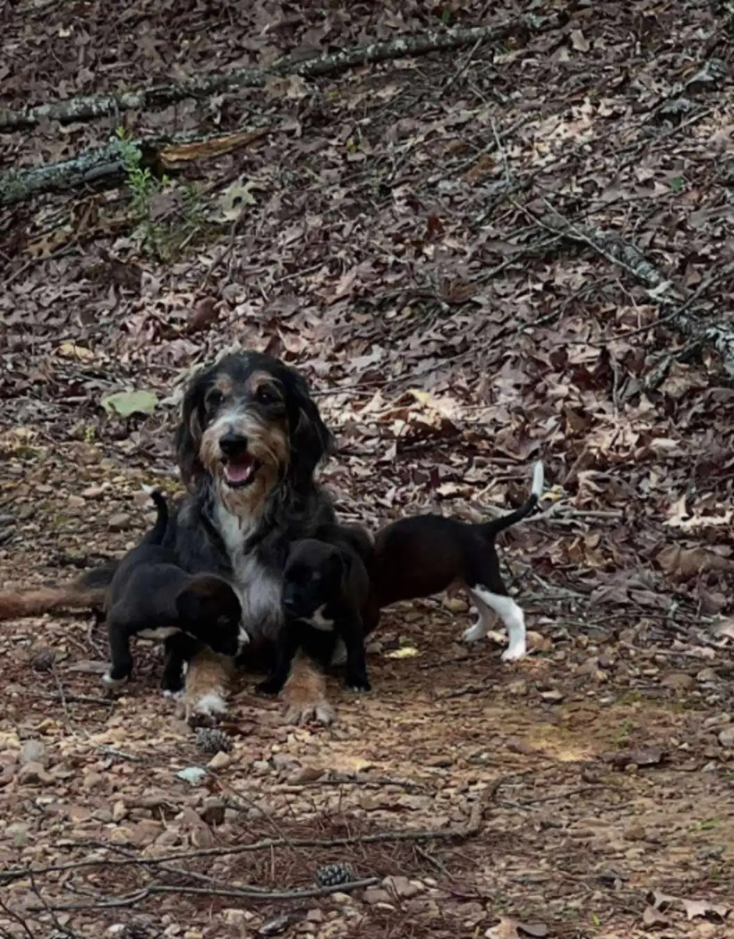 Stray Dog Collapses In Relief When She Realizes Her Puppies Are Safe Stray Dog Collapses In Relief When She Realizes Her Puppies Are Safe