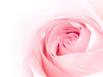foto de rosas bellas
