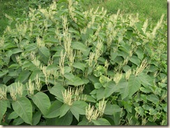 Valley knotweed