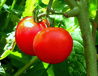 Learn how to water tomato plants properly