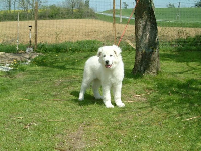 Maremma Sheepdog