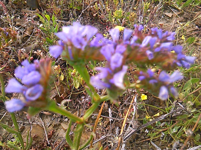 limonium malacitanum