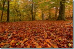 1371458_autumn_forest_bed_-_hdr