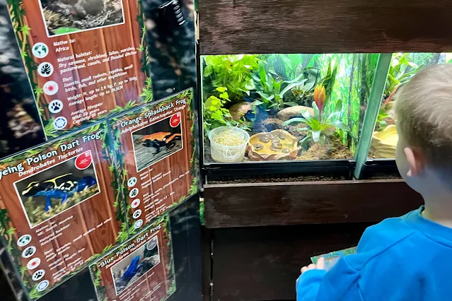 A preschooler looking at a tank with Blue poison dart frogs at Get To Know Animals