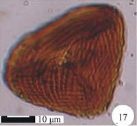 http://sciencythoughts.blogspot.co.uk/2014/05/pollen-and-spores-from-early-cretaceous.html