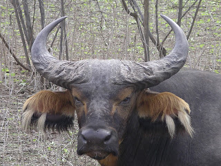 bull