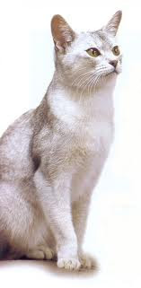 Silver Abyssinian Cat