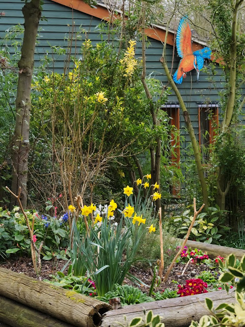 Daffodils with polyanthus and hyacinth in raised bed.