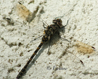 dragonfly on stucco wall