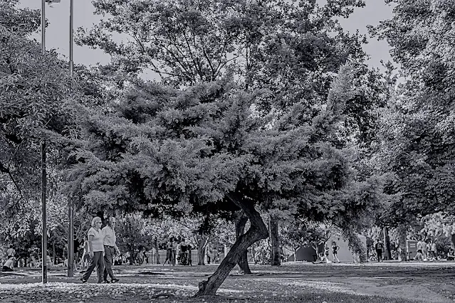 Un primer plano de un raro árbol que empequeñece a la pareja que pasa