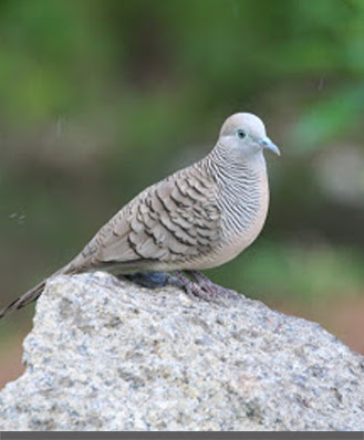 burung perkutut 