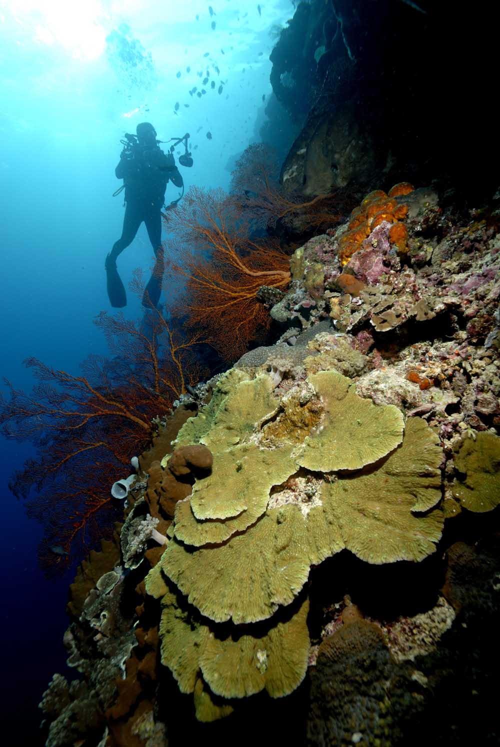 Keunikan Alam Bawah Laut Indonesia Zsalsa s Blog