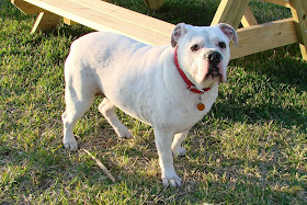 White English Bulldog Dogs Breeds