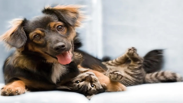 Dog With Cat
