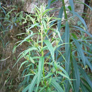 Medicinal Herbs Plants of Far-west Nepal